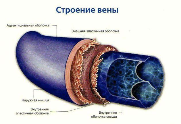 Строение вены